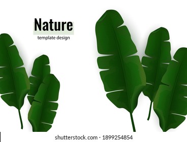 Composition of exotic palm banana leaves on a white background. Botanical vector illustration for advertising.