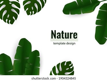 Composition of exotic palm banana leaves and monstera leaves on a white background. Botanical vector illustration for advertising.