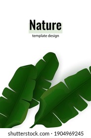 Composition of exotic palm banana leaves on a white background. Botanical vector illustration for advertising.