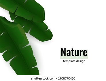 Zusammensetzung der exotischen Palmenbananenblätter auf weißem Hintergrund. Botanische Vektorgrafik für Werbung.