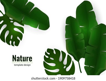 Composition of exotic palm banana leaves and monstera leaves on a white background. Botanical vector illustration for advertising.