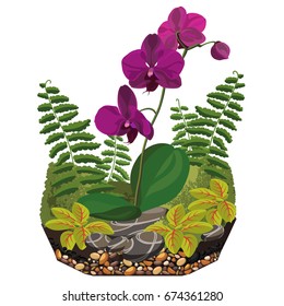 Composition for florarium with orchid. Vector illustration