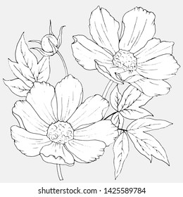 composition of flowers in black and white
