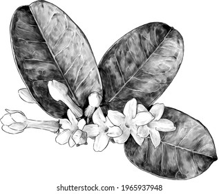 composition of flowers and leaves of jasmine large bouquet, sketch vector graphics monochrome illustration on a white background
