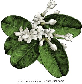 composition of flowers and leaves of jasmine large bouquet, sketch vector graphics color illustration on a white background