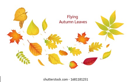 Composition of flying autumn colorful leaves. Colored isolated beautiful autumn elements fall leaves. Leaves fall, swirl in the autumn time vector cartoon illustration isolated.