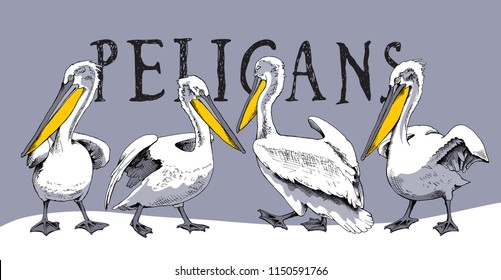 Composition of a four pelicans on a gray background. Poster, t-shirt design, handmade print. Vector illustration.