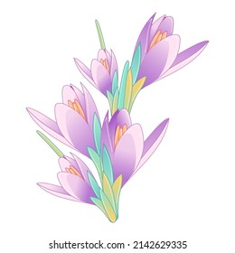 Composition with gentle lilac crocus 