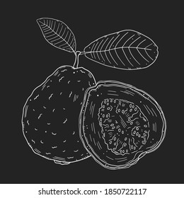 Composition of guava fruits with leaves. Monochrome chalk contour drawing isolated on black background. Doodle style.