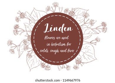 Composition with hand drawing linden flowers