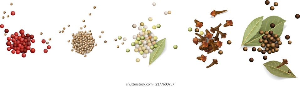 la composición de mangos, montículos de pimienta multicolor negra, roja y blanca, semillas de cilantro y sésamo, hojas de laurel y cilantro, clavos. Dibujo vectorial realista, sin fondo.