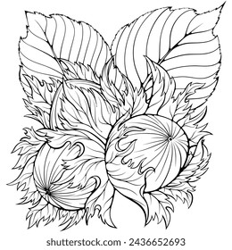 Composition with hazelnuts tree plant with leaves. Cluster filbert nuts in the shell. Vector illustration in hand drawn sketch doodle style. Line art diet snack isolated on white for coloring book