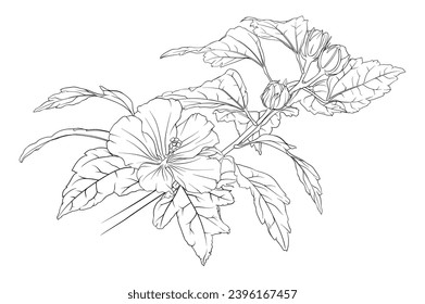 composition of hibiscus branches . botanical hand drawn illustration. coloring