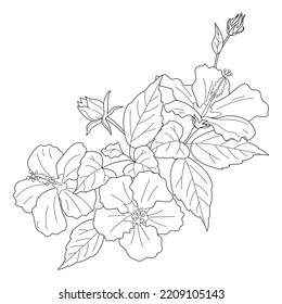 A composition of Hibiscus flowers for coloring in black and white style. Chinese rose. Vector illustration on a white background for decoration, postcards