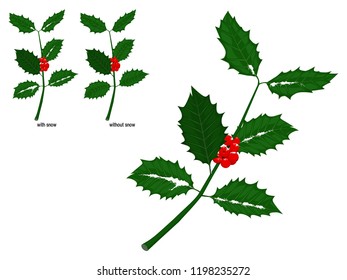 Composition of holly leaves and berries on transparent background