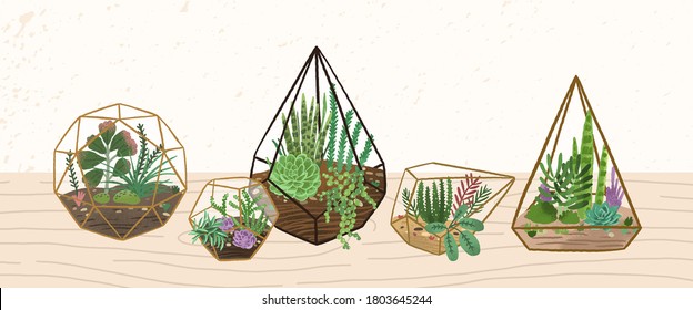 Composition of home decorative plants in various glass vivariums or florariums vector flat illustration. Trendy home decor in Scandinavian style on wooden surface. Exotic desert houseplant