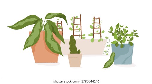 Composition of houseplants in pots vector flat illustration. Different pottery plant in containers isolated on white background. Various greenery with leaves and steam for home growing