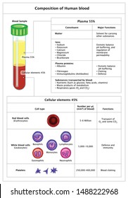Composition of Human blood And White Blood Cells Platelets Mammalian Blood Plasma and Cellular Elements Cell types Functions Constitutent Detailed Fully labeled
Medical Education Vector Illustration