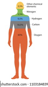 Composition Of The Human Body