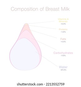 Composition Of Human Breast Milk - Water, Carbohydrates, Fats, Proteins, Vitamins And Minerals In A Drop Of Mothers Milk. Infofgraphic With Percentage Of Substances. Vector Illustration On White.
