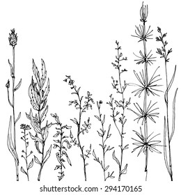 composition with ink drawing herbs and flowers, doodle wild plants, monochrome black  floral card, hand drawn vector illustration