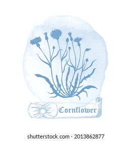 Komposition mit hellblauer Konturblume, gefüllt mit dunkelblauer Farbe. Centaurea Cyanus auf dem Wasser Farbe Spot. Handgezeichnetes Vintage Band mit dem Titel.