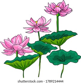 Composition of Lotus flowers and leaves. Vector element design