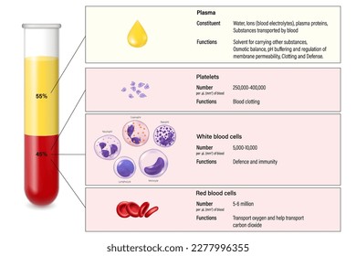 The composition of mammalian blood vector. Plasma, red blood cells, white blood cells and platelets. Test tube with blood for education.