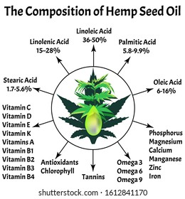Composition of marijuana oil. Hemp oil. Essential fatty amino acids, vitamins, minerals. Marijuana in medicine. Infographics. Cannabis Vector illustration on isolated background.