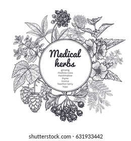 Composition with medical herbs and place for inscription. Vintage style engraving. Hand drawing. White and black graphics. Vector illustration for design texts and posters of alternative medicine.