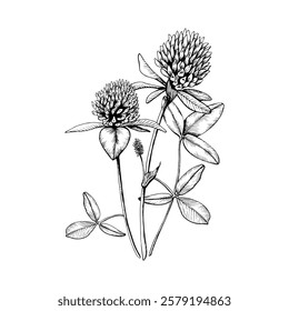 Composition with medicinal wild plants blooming clovers. Hand drawn botanical vector illustration. Sketch painted by black inks line on white isolated background. For clipart greeting card package