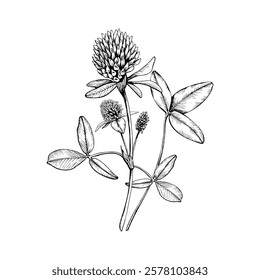 Composition with medicinal wild plants clovers. Hand drawn botanical vector illustration. Sketch painted by black inks line on white isolated background. For clipart greeting card package label