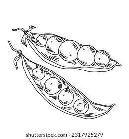 Composition of multiple sized peas in a pod created in line art style, graphical