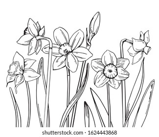 Composition with narcissuses in a row on the bottom of the page. Hand drawn outline vector sketch illustration svg