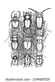Composition of a nine black and white  beetles on a chaotic strokes background. Poster, t-shirt design, handmade print. Vector illustration.