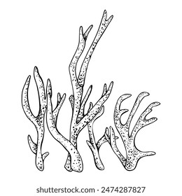 Composición con corales oceánicos submarinos. Ilustración vectorial aislada sobre fondo blanco. Dibujado a mano gráfico en blanco y negro estilo de boceto. Para paquete de arte de Clip