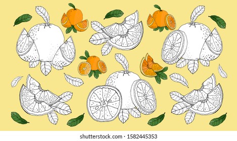 Composition of Orange. Orange Isolated on background. Vector hand drawn  illustration.  Design element for logo, label, emblem, sign, poster, menu, t shirt
