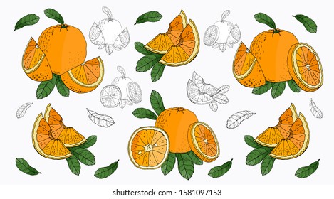 Composition of Orange. Orange Isolated on white background. Vector hand drawn  illustration.  Design element for logo, label, emblem, sign, poster, menu, t shirt
