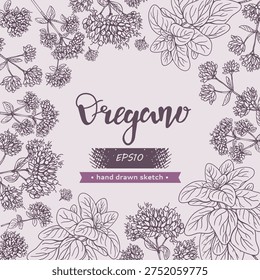 Composition of Oregano plant elements, aromatic spice and medicinal plant. Hand drawn line drawing. Vector illustration