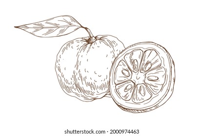 Composition of outlined yuzu, Japanese citrus fruit. Vintage etching of Asian citron and its cut half. Detailed botanical drawing. Hand-drawn vector illustration isolated on white background