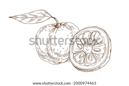 Composition of outlined yuzu, Japanese citrus fruit. Vintage etching of Asian citron and its cut half. Detailed botanical drawing. Hand-drawn vector illustration isolated on white background
