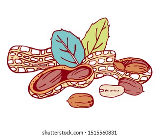 Composition with peanuts and leaves. Hand drawn outline vector sketch illustration. Color on white background