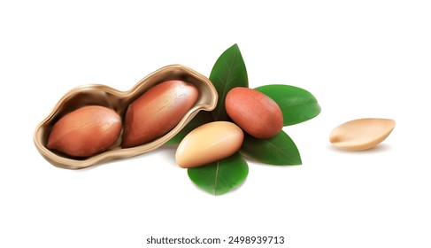 Composition of peanuts in shell and without on a white background. Vector illustration