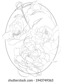 Composition of peonies with elegant lines of graphics 