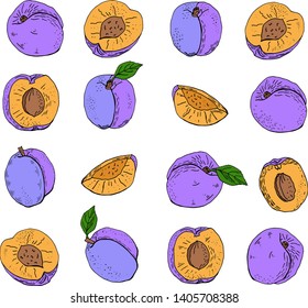 Composition of Plums.  Plum Isolated on white background. Vector hand drawn  illustration.   
