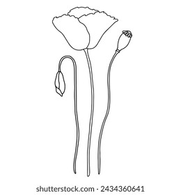 Composition of Poppy flower bloom, seed box and bud. Vector illustration in outline style. Black line on white isolated background