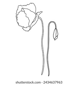 Composición de flor y brote de amapola. Ilustración vectorial en estilo de contorno. Línea negra sobre fondo aislado