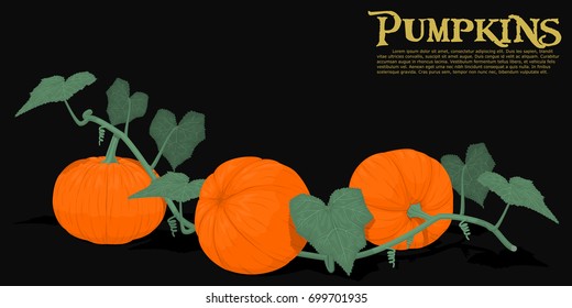 Composition of pumpkin on vine on black background
