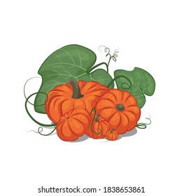 Composition with pumpkins and leaves on a white background.