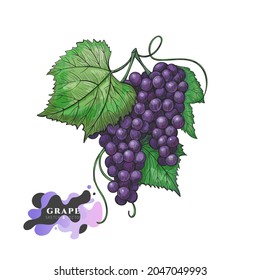 Composition of purple grapes on a branch in a sketch style. Juicy grapes with ripe berries vector drawing. Sketch isolated illustration  for package, product label for grape juice, wine and raisins.